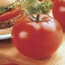 Big Beef Hybrid Slices Tomato Start — Sunny Lane Farm